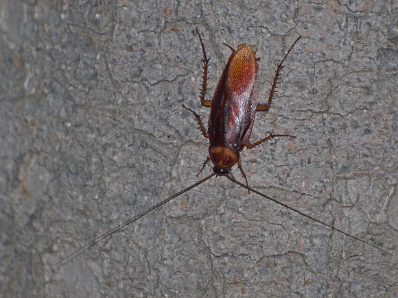 American cockroach - Periplaneta americana