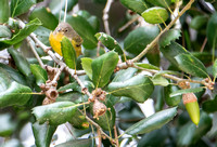 Nashville Warbler - Oreothlypis ruficapilla