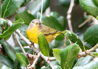 Nashville Warbler - Oreothlypis ruficapilla