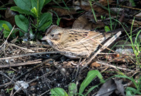 Lincoln's Sparrow - Melospiza lincolnii