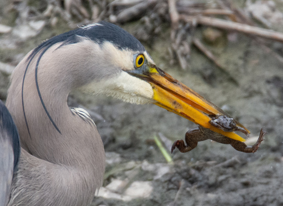 African Clawed Frog - Xenopus laevis, Great Blue Heron - Ardea herodias