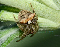 Orb weaver - Araneus montereyensis