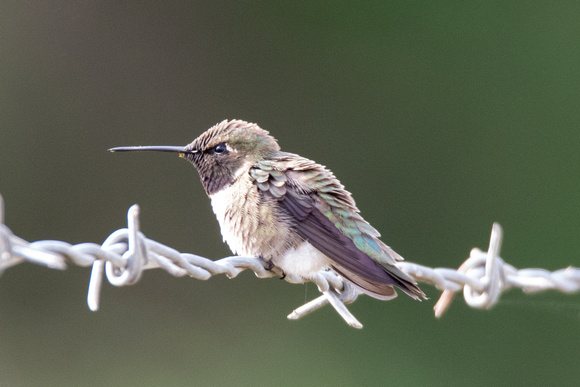 Black-chinned Hummingbird- Archilochus alexandri