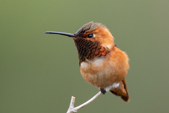 Allen's Hummingbird - Selasphorus sasin