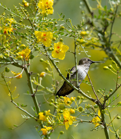 Anna's Hummingbird - Calypte anna