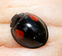 Twice-struck Ladybeetle - Axion plagiatum