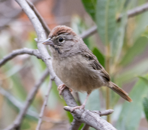 Rufous-crowned Sparrow - Aimophila ruficeps
