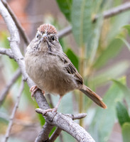 Rufous-crowned Sparrow - Aimophila ruficeps