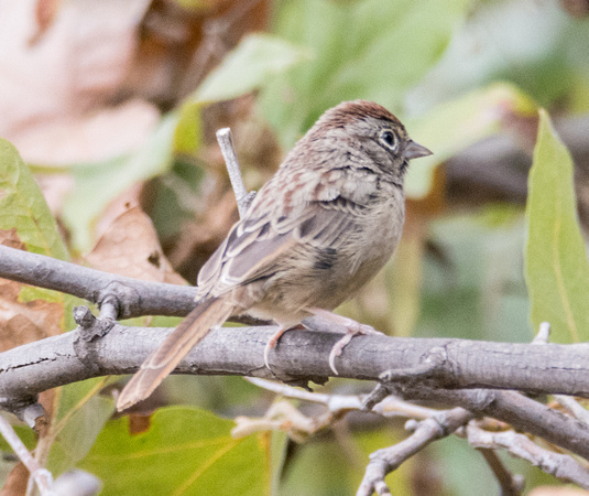 Rufous-crowned Sparrow - Aimophila ruficeps