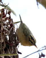 Worm-eating Warbler - Helmitheros vermivorum