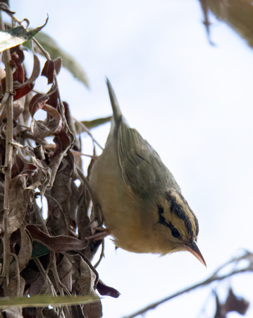 Worm-eating Warbler - Helmitheros vermivorum