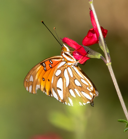 Gulf fritillary - Agraulis vanillae
