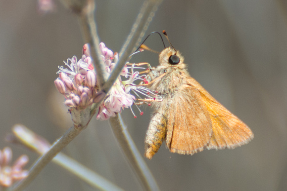 Woodland skipper - Ochlodes sylvanoides