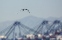 Arctic Tern - Sterna paradisaea