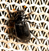 Black burying beetle - Nicrophorus nigrita