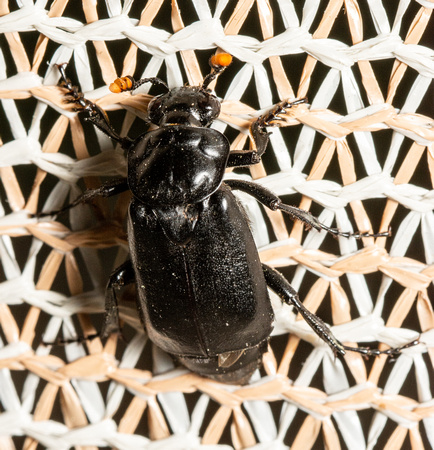 Black burying beetle - Nicrophorus nigrita