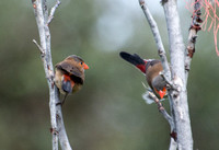 Orange-cheeked Waxbill - Estrilda melpoda