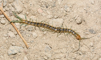 Common Desert Centipede - Scolopendra polymorpha