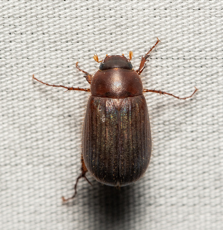 Small june beetle - Serica sp.