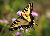 Western tiger swallowtail