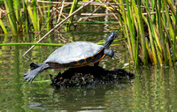River Cooter - Pseudemys concinna