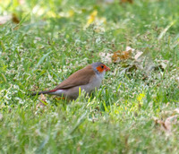 Orange-cheeked Waxbill  - Estrilda melpoda