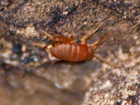 West Coast Ant Cricket - Myrmecophilus oregonensis