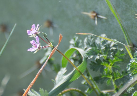 Long-beaked filaree - Erodium botrys