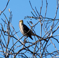 Northern Mockingbird - Mimus polyglottos