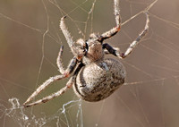 Orb weaver - Araneus andrewsi