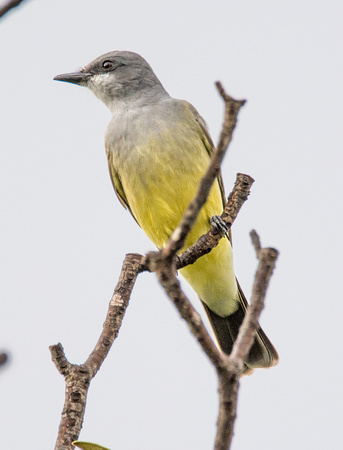 Cassin's Kingbird - Tyrannus vociferans