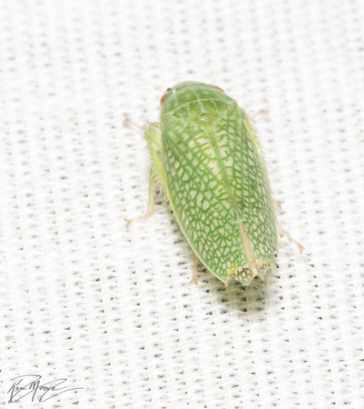 Leafhopper - Gyponana procera