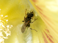 Oxybelus Wasps - Oxybelus sp.