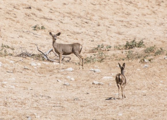 Mule Deer - Odocoileus hemionus,