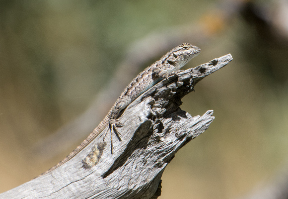 Western Fence Lizard - Sceloporus occidentalis
