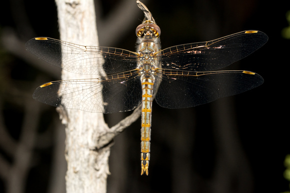 Variegated Meadowhawk - Sympetrum corruptum