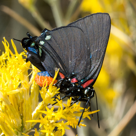 Great purple hairstreak - Atlides halesus