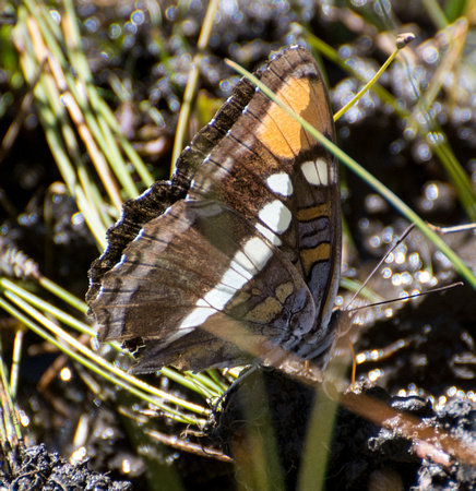 California sister - Adelpha californica, Tejon Ranch