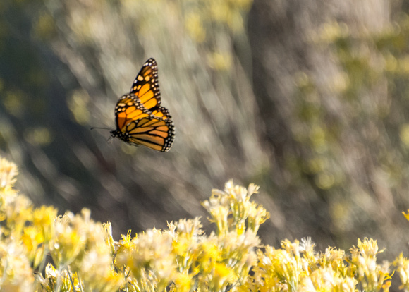 Monarch - Danaus plexippus