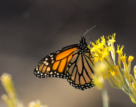 Monarch - Danaus plexippus