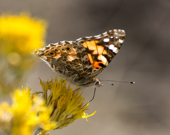 Painted lady - Vanessa cardui