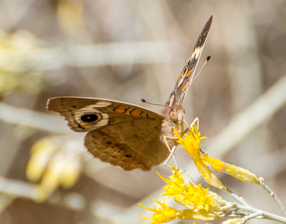 Gray Buckeye - Junonia grisea