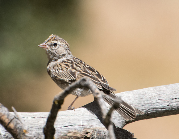 Chipping Sparrow - Spizella passerina