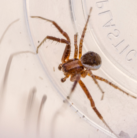 Ground crab spider - Xysticus sp