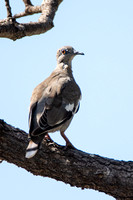 White-winged Dove - Zenaida asiatica