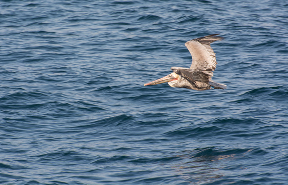 Brown Pelican - Pelecanus occidentalis