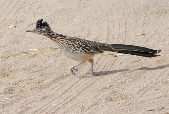 Greater Roadrunner - Geococcyx californianus