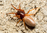 Woodlouse hunter - Dysdera crocata