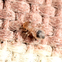 Granary booklouse - Cerobasis sp. (baby)