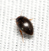 Predaceous diving beetle - unidentifed sp.